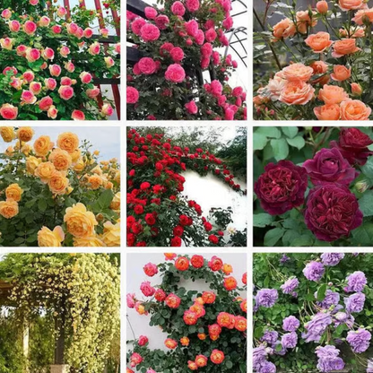 Climbing Rose Seeds ~ Transform fences into floral walls naturally.