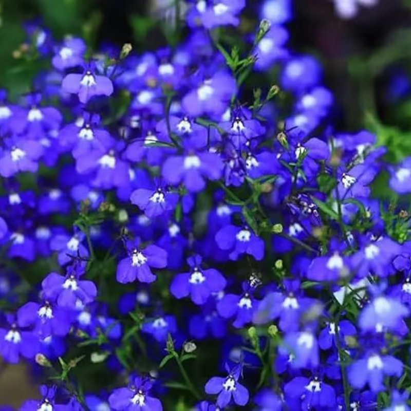Creeping Thyme Seeds ~ Lush, Low-Maintenance Ground Cover in Full Bloom