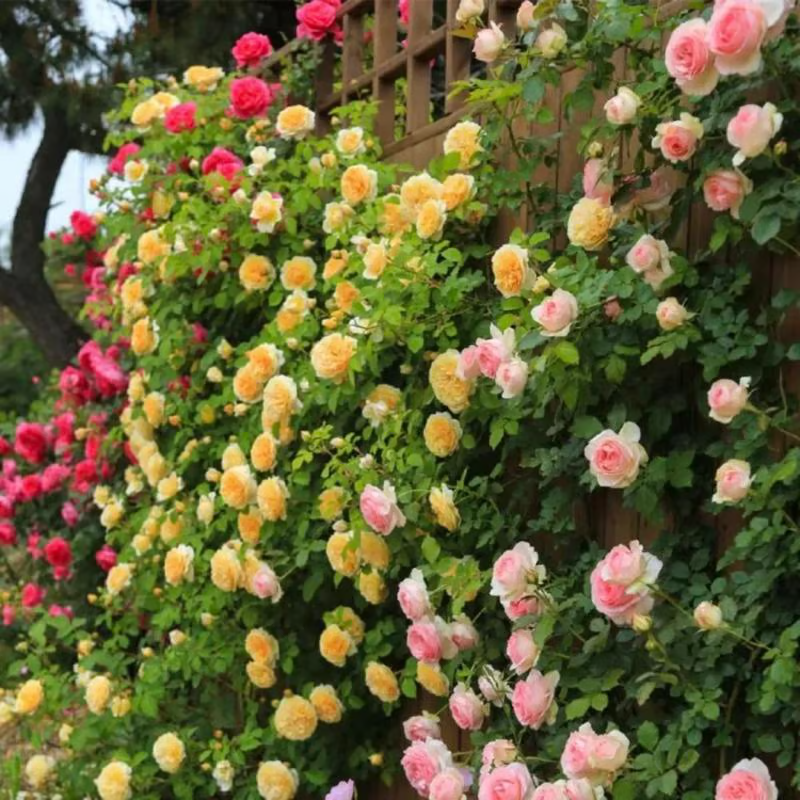 Climbing Rose Seeds ~ Transform fences into floral walls naturally.