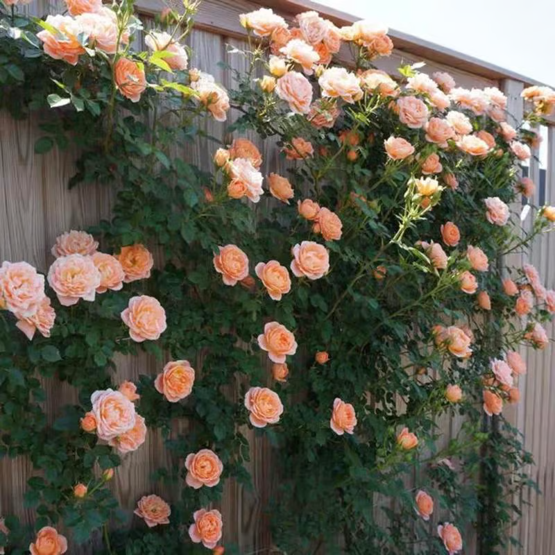 Climbing Rose Seeds ~ Transform fences into floral walls naturally.
