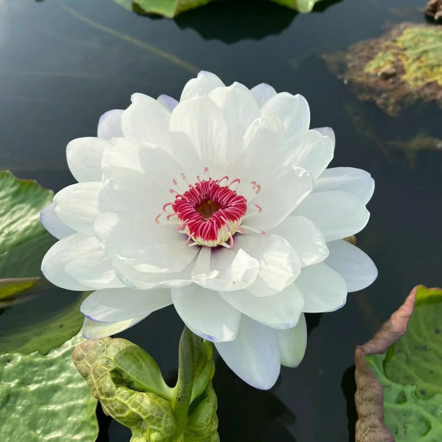 Lotus Flower Seeds ~ Because inner peace won’t sprout on its own.