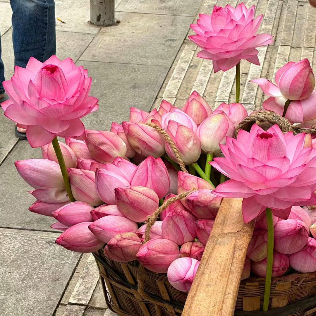 Lotus Flower Seeds ~ Because inner peace won’t sprout on its own.