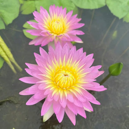 Lotus Flower Seeds ~ Because inner peace won’t sprout on its own.