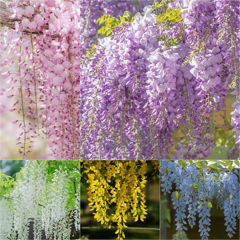 Wisteria Seeds ~ Grow stunning flower-covered walls and arches