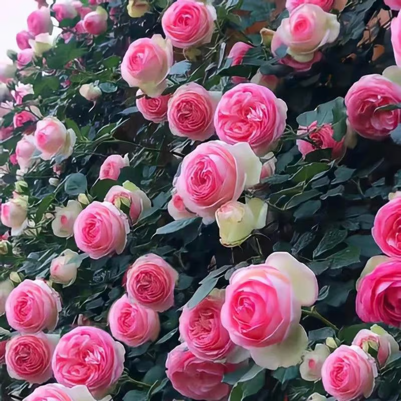 Climbing Rose Seeds ~ Transform fences into floral walls naturally.