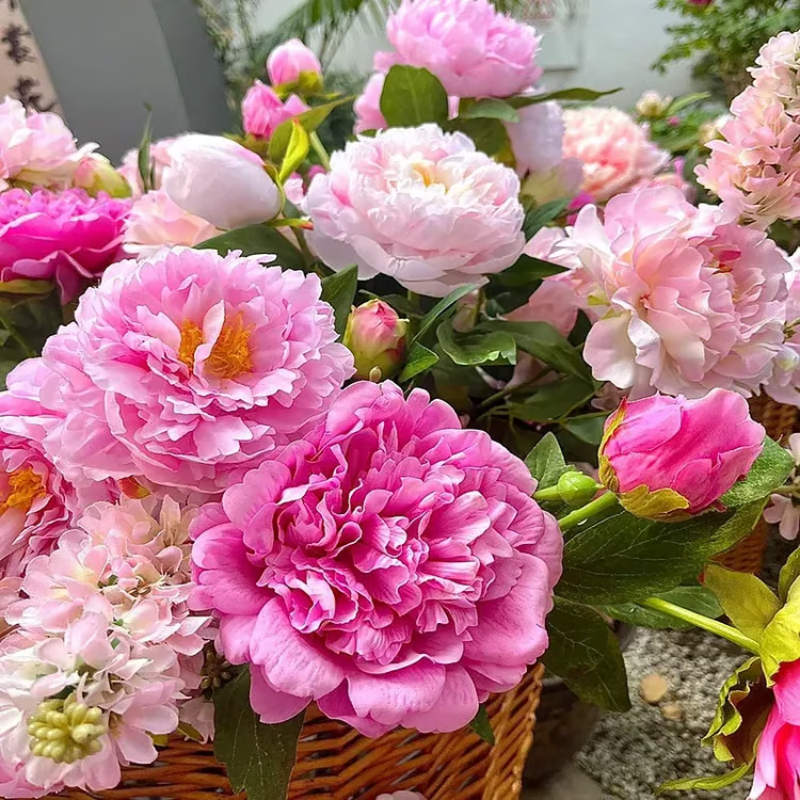 Double Petaled Peony Seeds ~ Grow lush, layered blooms that wow every spring