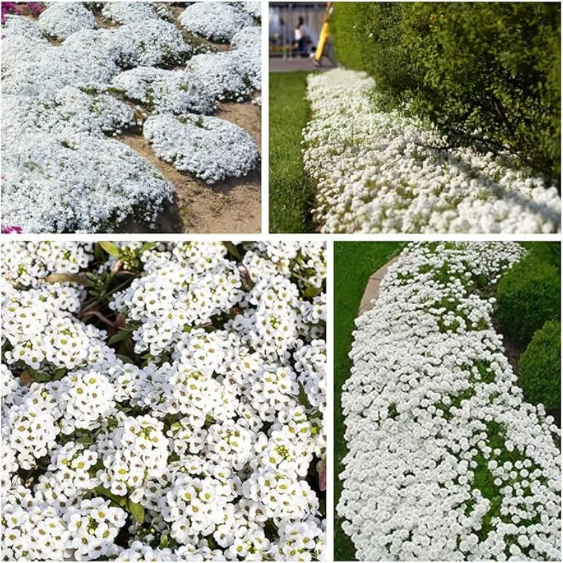 Creeping Thyme Seeds ~ Lush, Low-Maintenance Ground Cover in Full Bloom