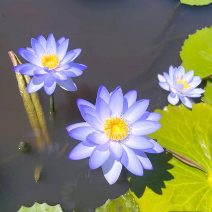 Lotus Flower Seeds ~ Because inner peace won’t sprout on its own.