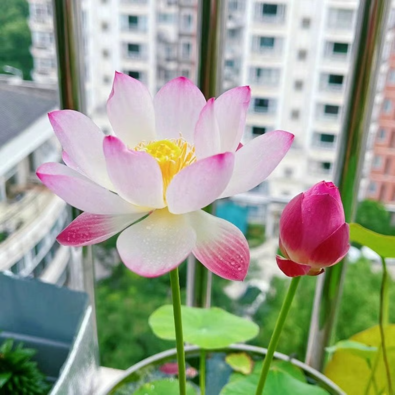 Sacred Bonsai Bowl Lotus Flower seeds ~ Grow vibrant blooms in bowls, pots, or patios