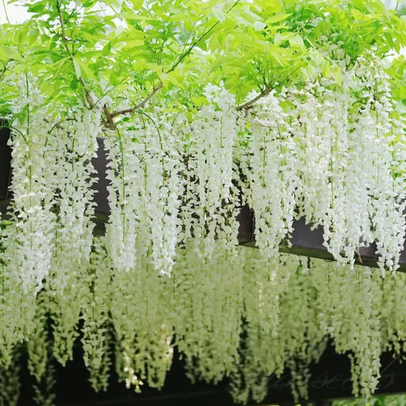 Wisteria Seeds ~ Grow stunning flower-covered walls and arches