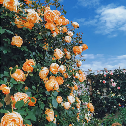 Climbing Rose Seeds ~ Transform fences into floral walls naturally.