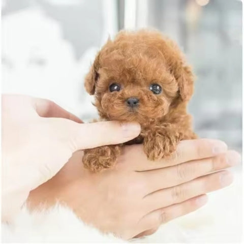 Realistic Robot Puppy ~ The dog your landlord can’t ban.