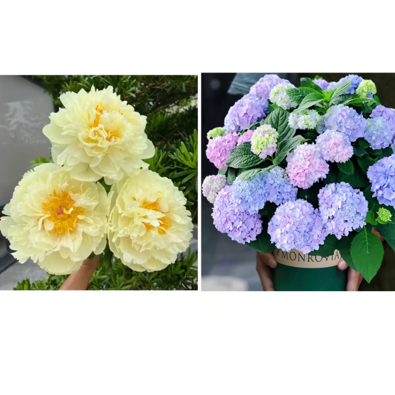 Double Petaled Peony Seeds ~ Grow lush, layered blooms that wow every spring