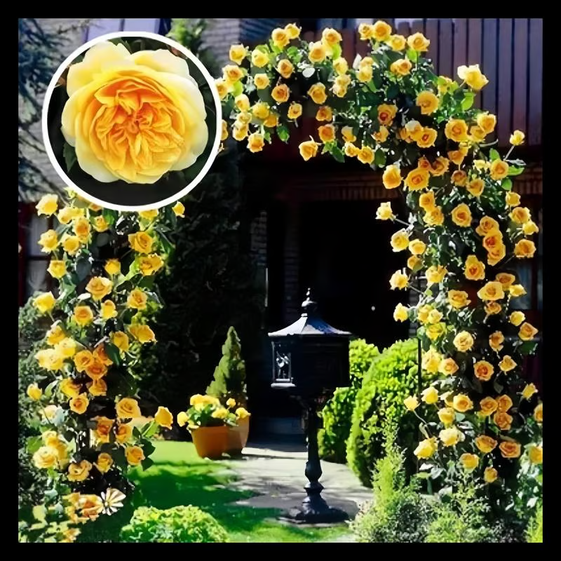Climbing Rose Seeds ~ Transform fences into floral walls naturally.