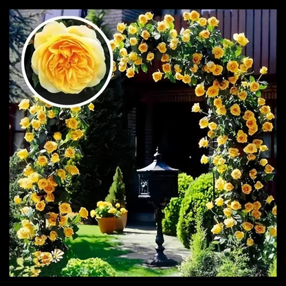 Climbing Rose Seeds ~ Transform fences into floral walls naturally.
