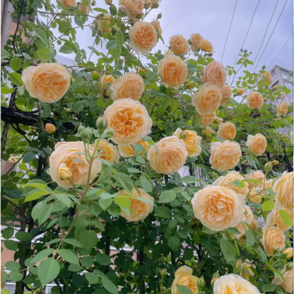 Climbing Rose Seeds ~ Transform fences into floral walls naturally.