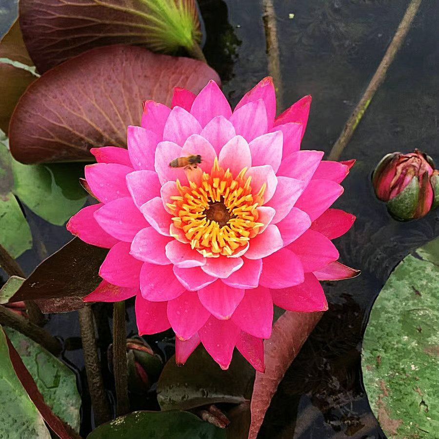 Lotus Flower Seeds ~ Because inner peace won’t sprout on its own.