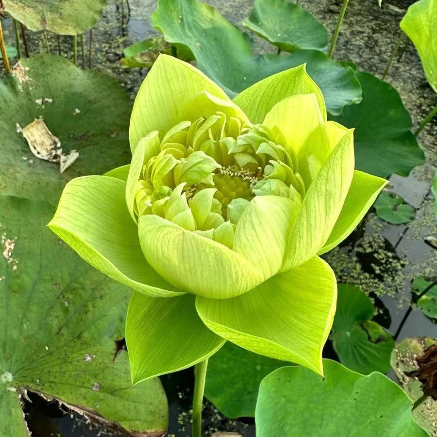 Lotus Flower Seeds ~ Because inner peace won’t sprout on its own.