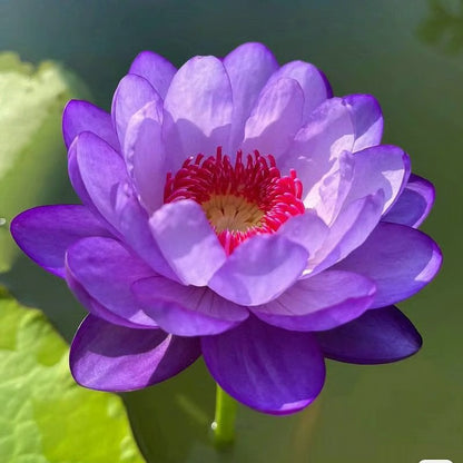 Lotus Flower Seeds ~ Because inner peace won’t sprout on its own.