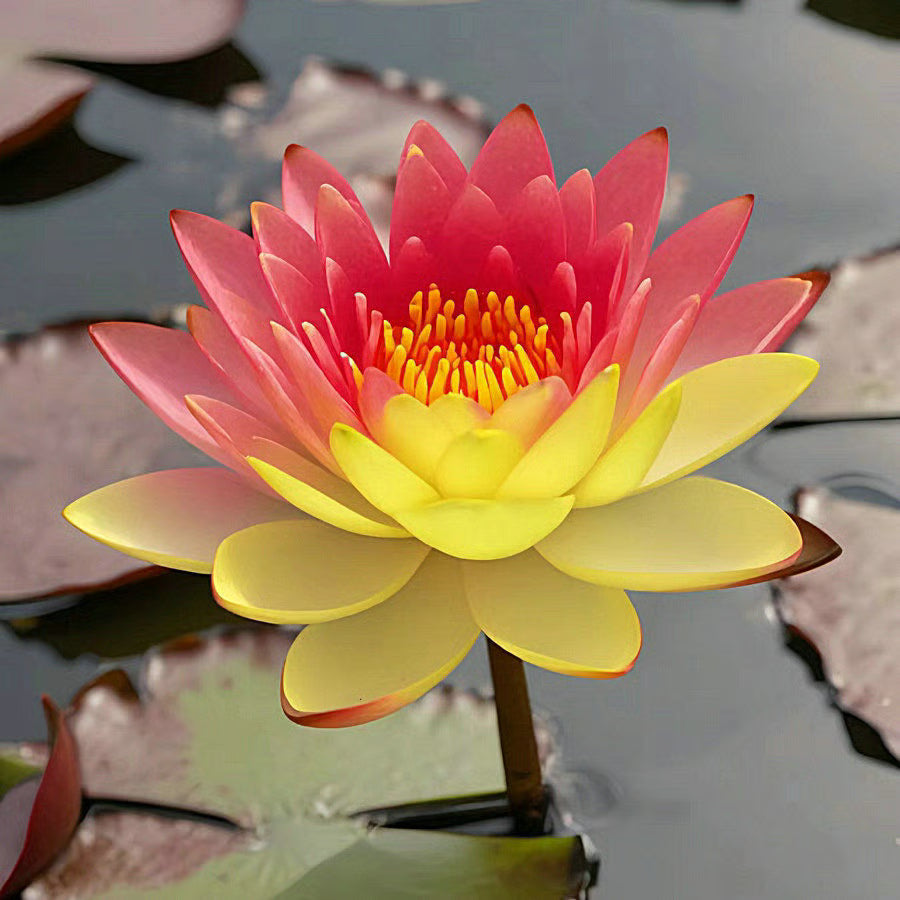 Lotus Flower Seeds ~ Because inner peace won’t sprout on its own.