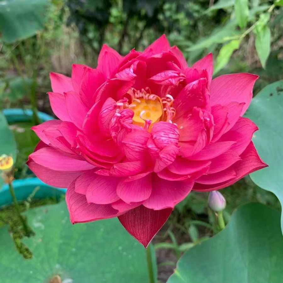 Lotus Flower Seeds ~ Because inner peace won’t sprout on its own.