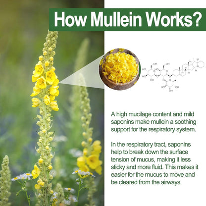 Mullein Lung Detox Gummies ~ Clear Mucus & Boost Respiratory Health.